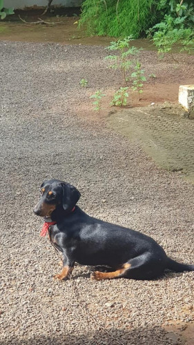 dash dog for sale
